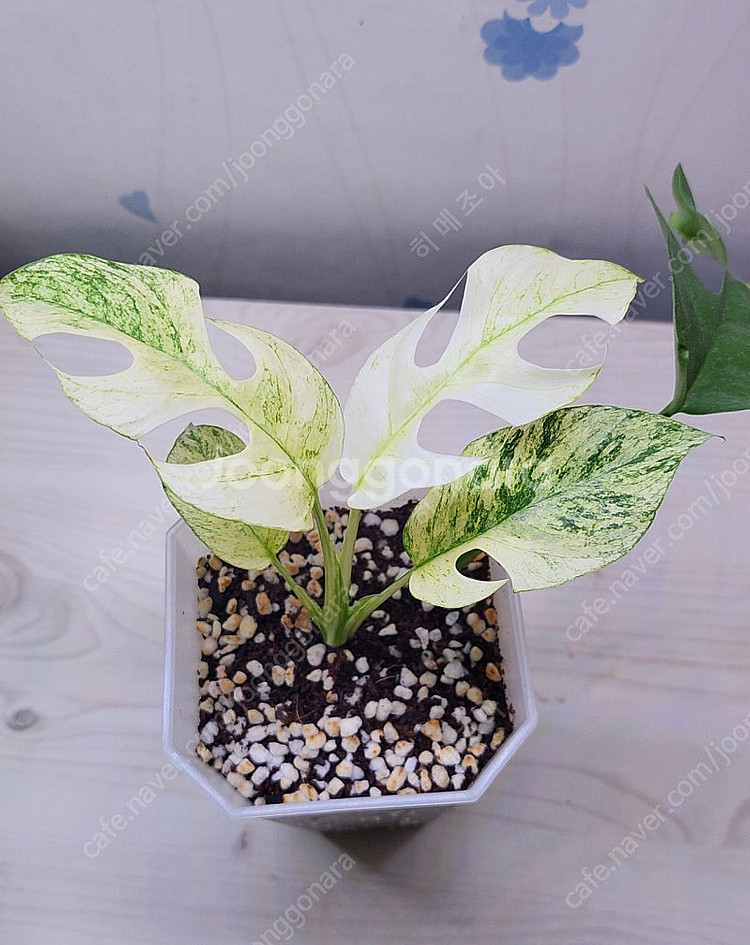 무늬히메,화이트민트히메,풀민트히메,트루비스킨,에피민트 등 여러 희귀식물 분양해요--3